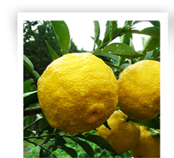 tout savoir sur le citrus yunos yuzu, le fameux citron du Japon très résistant au froid.