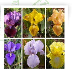Des iris qui fleurissent toute l'année